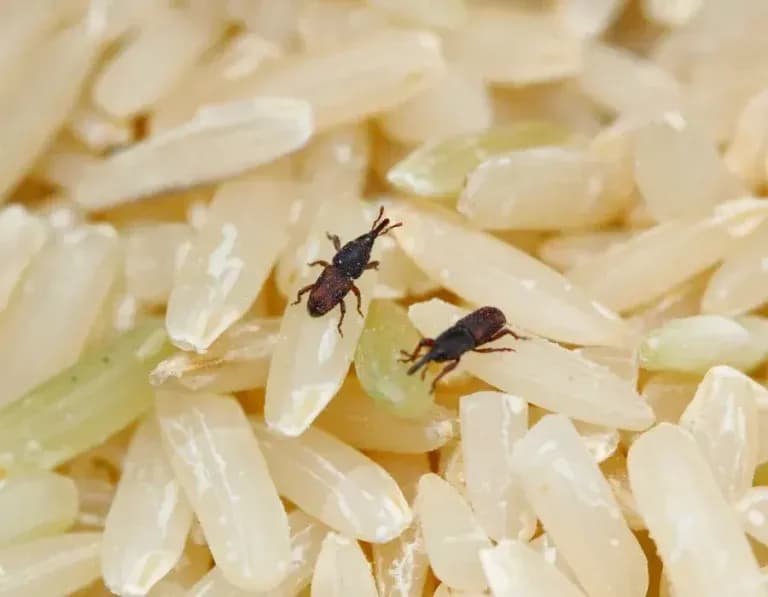 Comment lutter contre les insectes des produits stockés ?