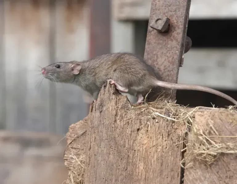 Le Rattus Norvegicus : une menace urbaine en pleine croissance