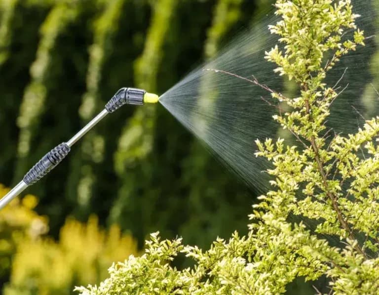 Le géraniol : un insecticide dont on parle de plus en plus
