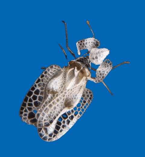 Tout savoir sur le tigre du platane