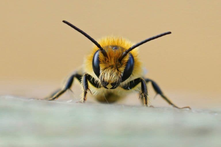 Abeilles tueuses : une espèce dangereuse créée par l’Homme