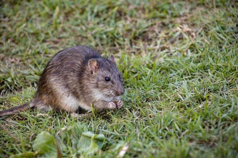 Les rongeurs (rats, souris, etc) : vecteurs de maladies dangereuses